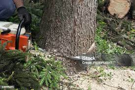 How Our Tree Care Process Works  in  Foothill Farms, CA
