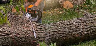 Best Lawn Grading and Leveling  in Foothill Farms, CA