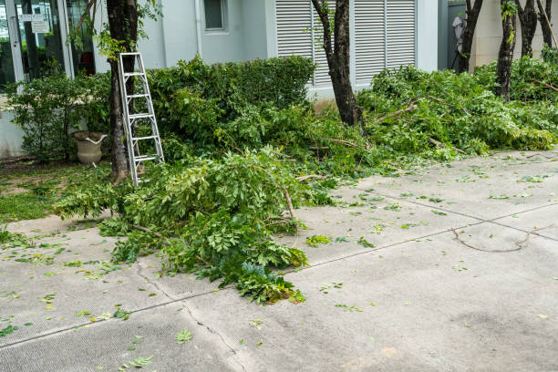 Lawn Maintenance Plans in Foothill Farms, CA